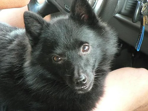 Schipperke #49, a Schipperke in the PetMatch pool