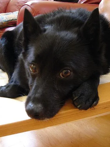 Schipperke #54, a Schipperke in the PetMatch pool