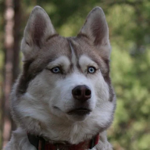 Mixed #4150, a Siberian Husky in the PetMatch pool