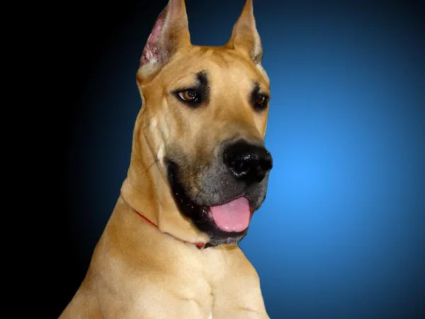 Great Dane #57, a Great Dane in the PetMatch pool