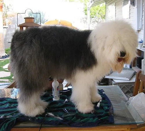 Old English Sheepdog #32, a Old English Sheepdog in the PetMatch pool