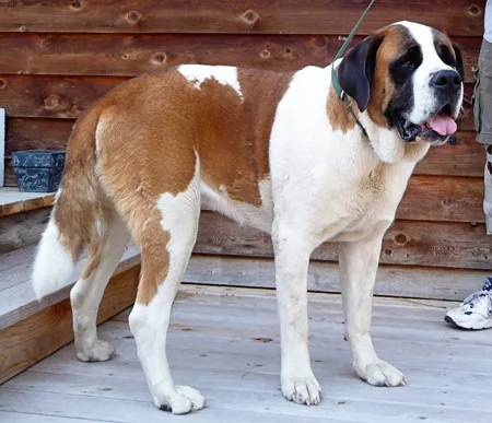 saint bernard #73, a Saint Bernard in the PetMatch pool