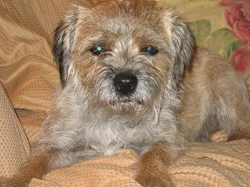 Border Terrier #111, a Border Terrier in the PetMatch pool