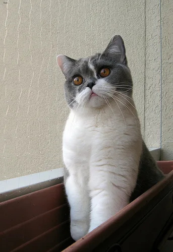 British Shorthair #21, a Mixed Breed Cat in the PetMatch pool
