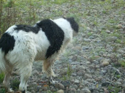 Newfoundland #83, a Newfoundland in the PetMatch pool