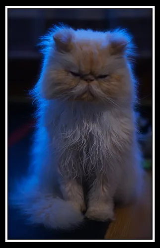 Persian #47, a Persian in the PetMatch pool