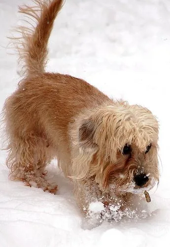 Dandie Dinmont #82, a Mixed Breed in the PetMatch pool