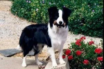 Border Collie #7, a Border Collie in the PetMatch pool