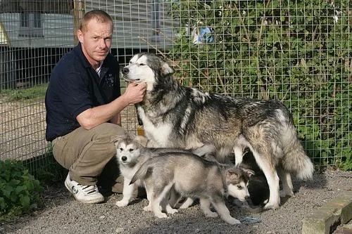Malamute #83, a Alaskan Malamute in the PetMatch pool