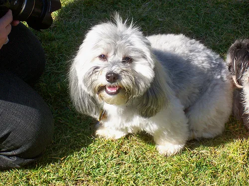 havanese #158, a Mixed Breed in the PetMatch pool