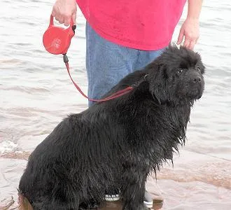 Newfoundland #71, a Newfoundland in the PetMatch pool