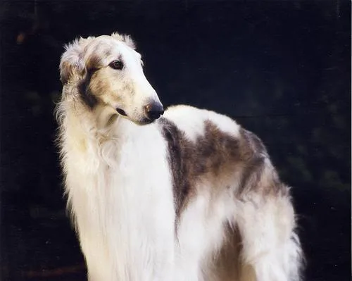 Borzoi #75, a Borzoi in the PetMatch pool