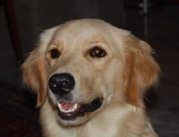 Golden Retriever #53, a Golden Retriever in the PetMatch pool