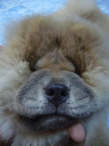 Chow #118, a Chow Chow in the PetMatch pool