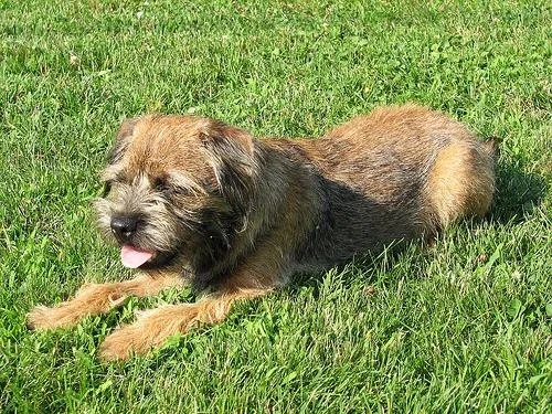 Border Terrier #52, a Border Terrier in the PetMatch pool