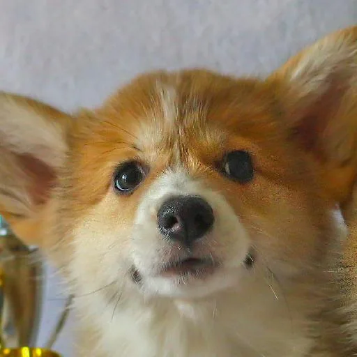 Mixed #3479, a Pembroke Welsh Corgi in the PetMatch pool