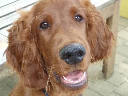 Irish Setter #5, a Irish Setter in the PetMatch pool