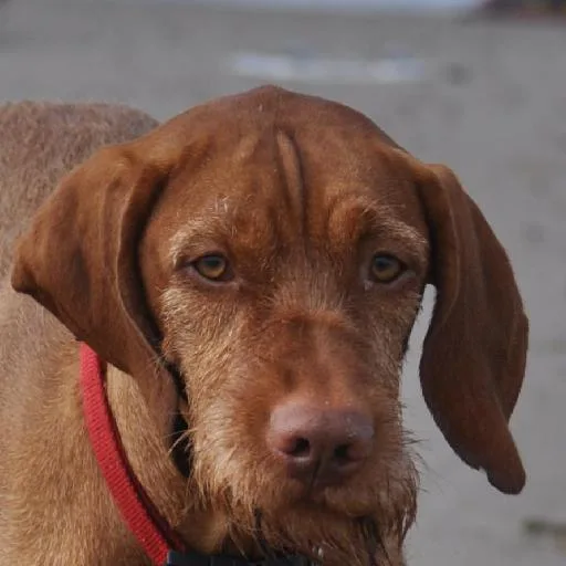 Mixed #2840, a Vizsla in the PetMatch pool