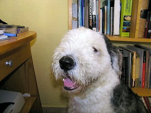 Old English Sheepdog #26, a Old English Sheepdog in the PetMatch pool