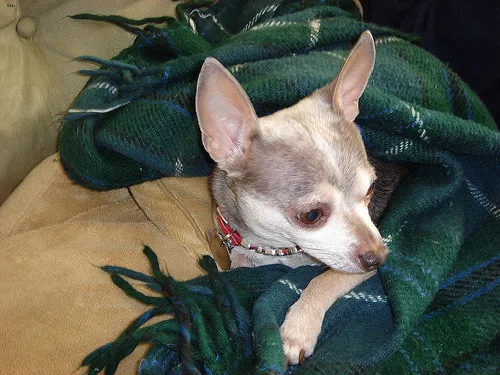 chihuahua #25, a Chihuahua in the PetMatch pool