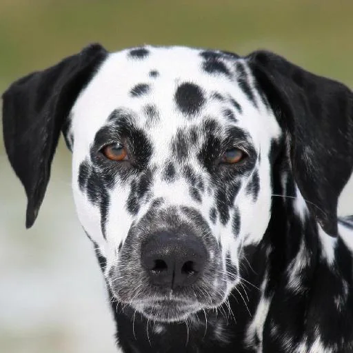 Mixed #2017, a Dalmatian in the PetMatch pool