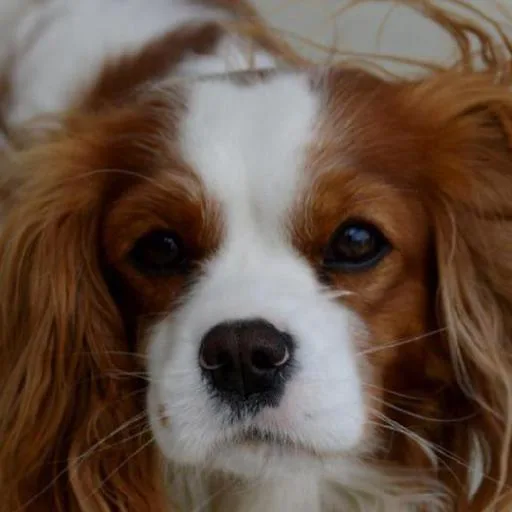 Mixed #3444, a Cavalier King Charles Spaniel in the PetMatch pool