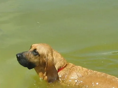 Bloodhound #89, a Bloodhound in the PetMatch pool