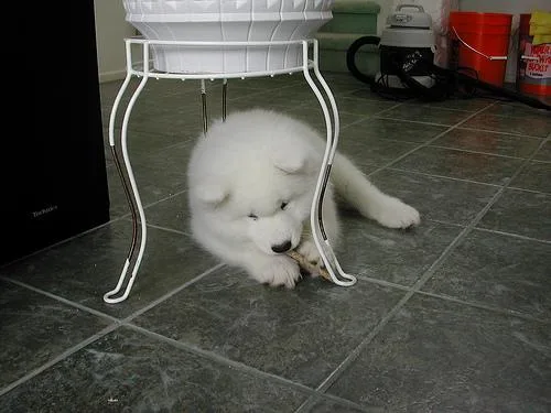 Samoyed #79, a Samoyed in the PetMatch pool