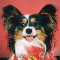 Papillon #103, a Papillon in the PetMatch pool