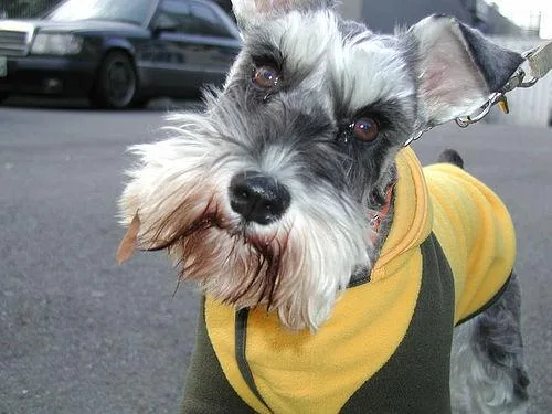 Miniature Schnauzer #48, a Miniature Schnauzer in the PetMatch pool