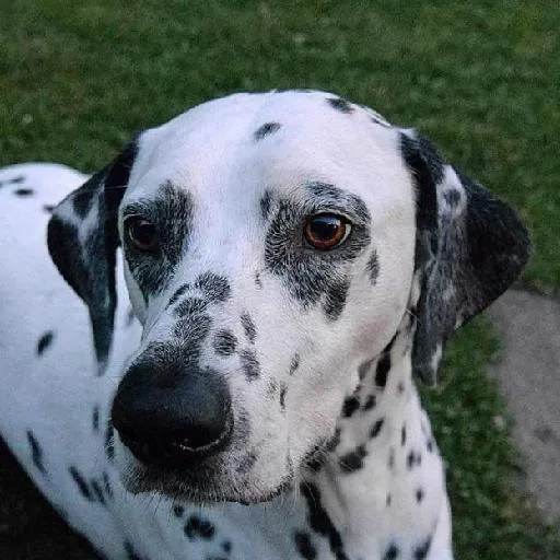 Mixed #5473, a Dalmatian in the PetMatch pool