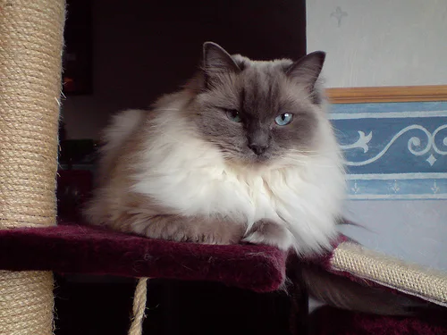 Ragdoll #10, a Mixed Breed Cat in the PetMatch pool