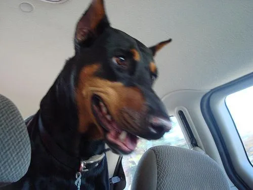 Doberman #61, a Doberman Pinscher in the PetMatch pool