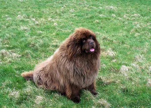 Newfoundland #104, a Newfoundland in the PetMatch pool