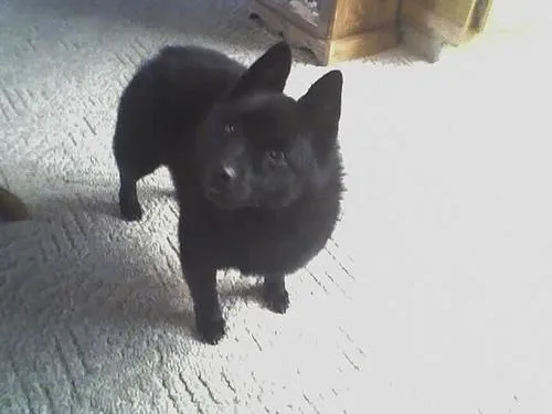 Schipperke #113, a Schipperke in the PetMatch pool