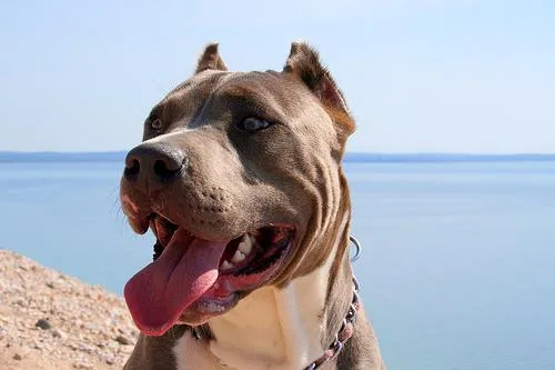 American Staffordshire Terrier #113, a American Staffordshire Terrier in the PetMatch pool