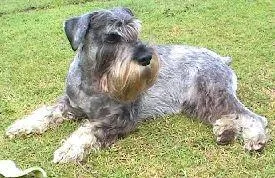 Standard Schnauzer #119, a Standard Schnauzer in the PetMatch pool