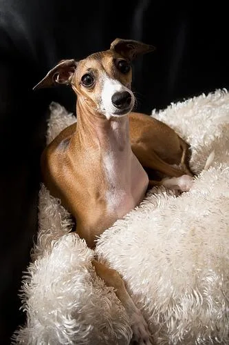 Italian Greyhound #57, a Greyhound in the PetMatch pool
