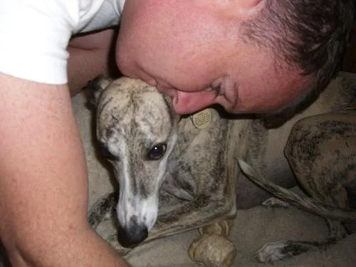 Whippet #85, a Whippet in the PetMatch pool