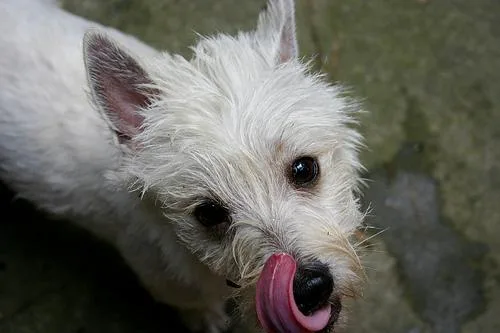 West Highland White Terrier #86, a West Highland White Terrier in the PetMatch pool