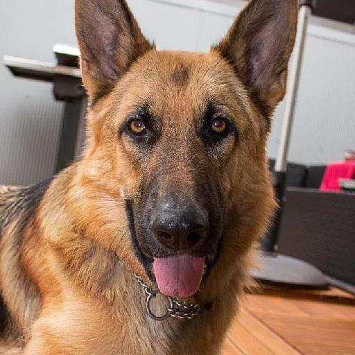 Mixed #5510, a German Shepherd in the PetMatch pool