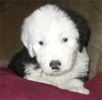 Old English Sheepdog #10, a Old English Sheepdog in the PetMatch pool