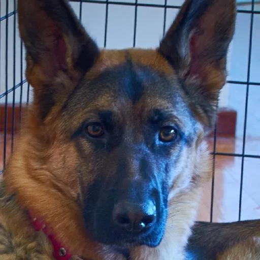 Mixed #2786, a German Shepherd in the PetMatch pool