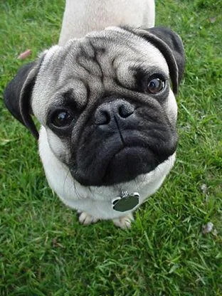 Pug #11, a Pug in the PetMatch pool