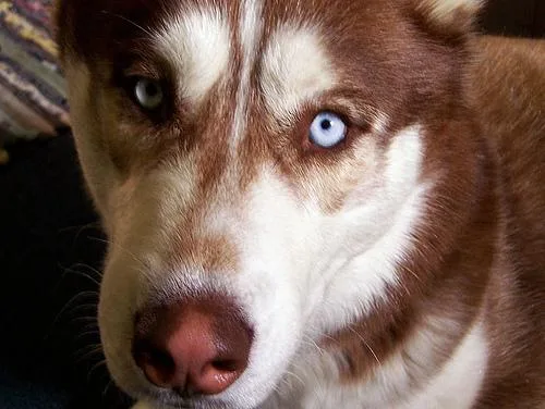 Eskimo Dog #83, a Siberian Husky in the PetMatch pool
