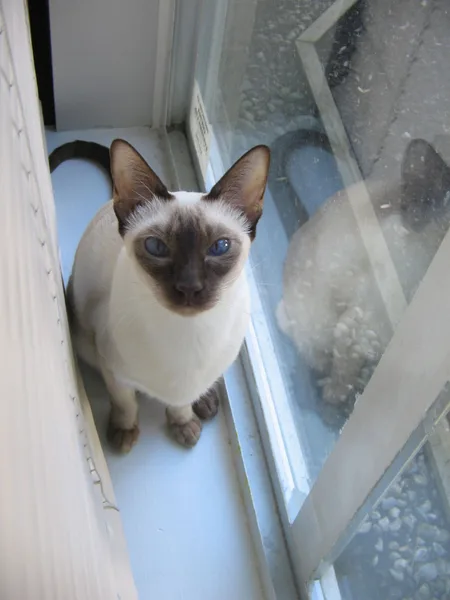 Mixed #3877, a Siamese in the PetMatch pool