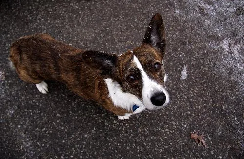 Cardigan #48, a Cardigan Welsh Corgi in the PetMatch pool