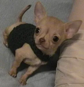 chihuahua #125, a Chihuahua in the PetMatch pool
