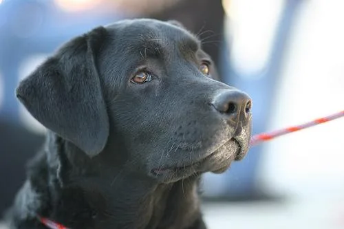 Labrador Retriever #44, a Labrador Retriever in the PetMatch pool