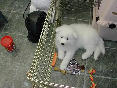 Samoyed #115, a Samoyed in the PetMatch pool
